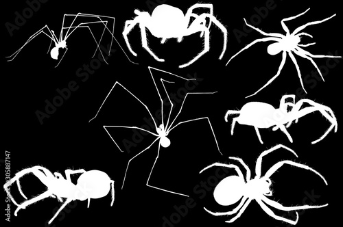 seven isolated white spiders illustration