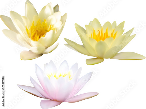 tree water lily flowers on white illustration