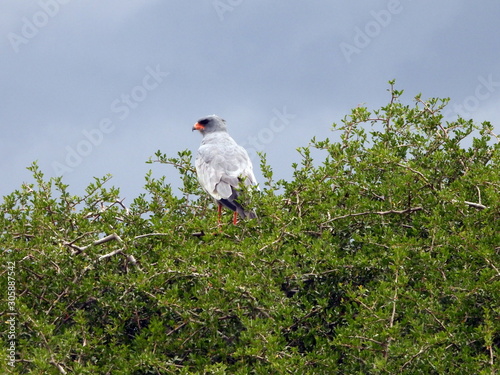 Pale chanting goshawk photo