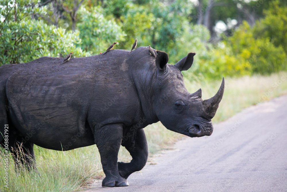 Obraz premium Rhino
