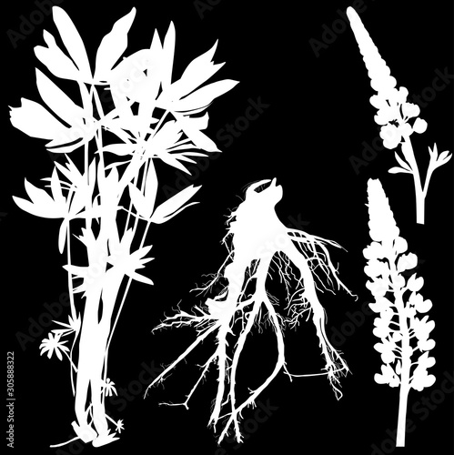 white lupine plant nad root isolated on black