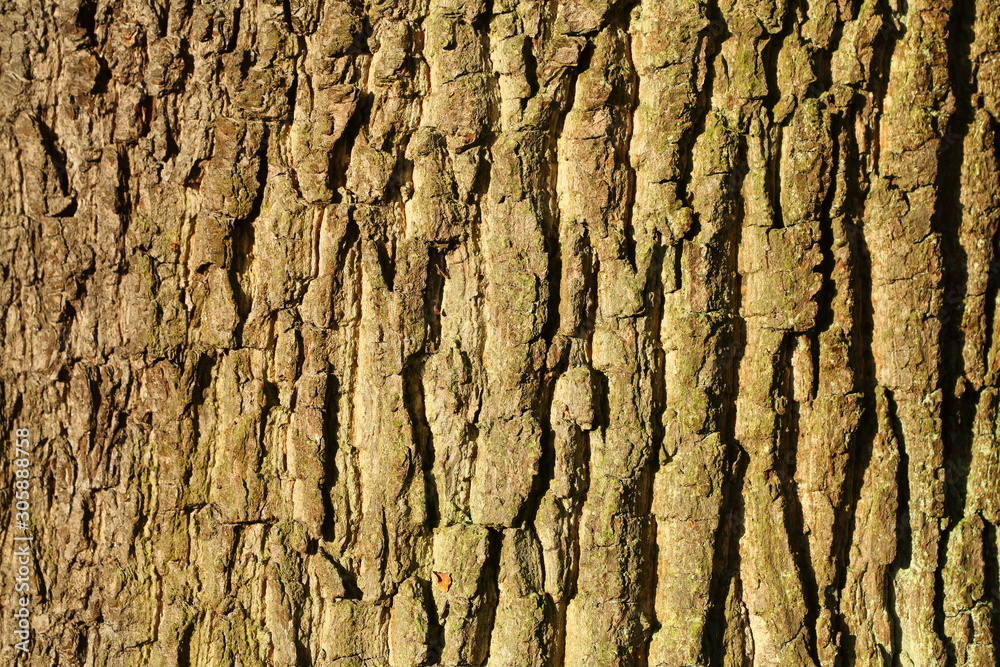 Holztextur, Hintergrundbild, grünliche Baumrinde Holztextur, Hintergrundbild, grünliche Baumrinde
