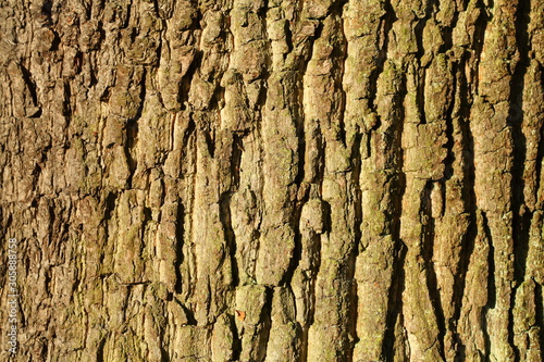 Holztextur, Hintergrundbild, grünliche Baumrinde