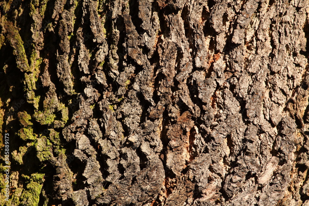 Holztextur, Hintergrundbild, braune Baumrinde Holztextur, Hintergrundbild, braune Baumrinde