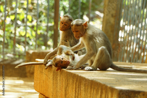 Indian Monkey images 