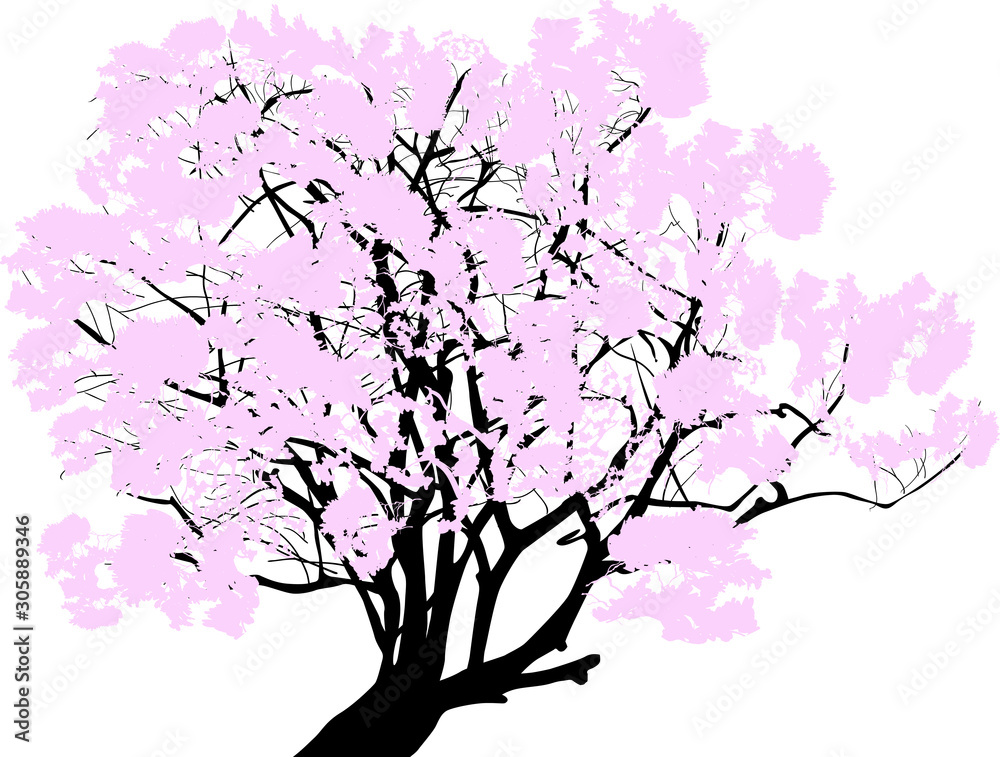 pink spring blossoming tree isolated on white pink spring blossoming tree isolated on white