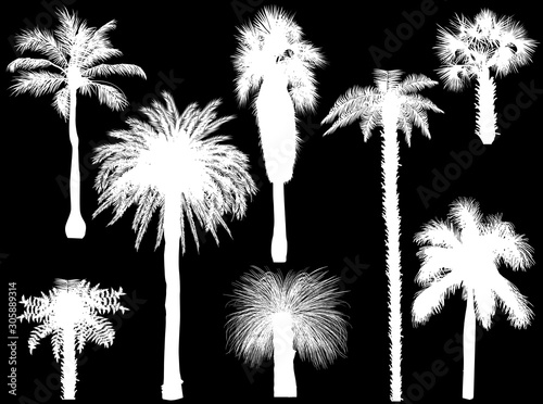 eight palm trees with shadows on black