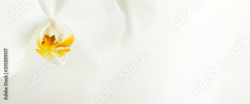 White orchid flower in bloom, abstract floral blossom art background and flowers in nature for wedding invitation and luxury beauty brand holiday design
