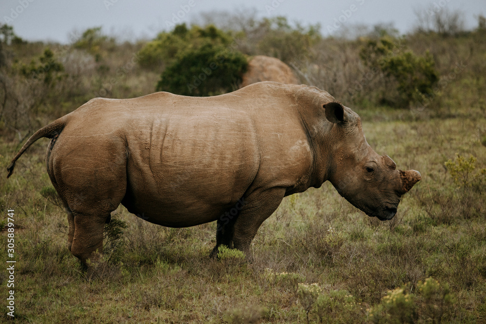 Africa wild animals Africa wild animals