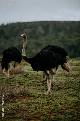 Africa wild animals photo