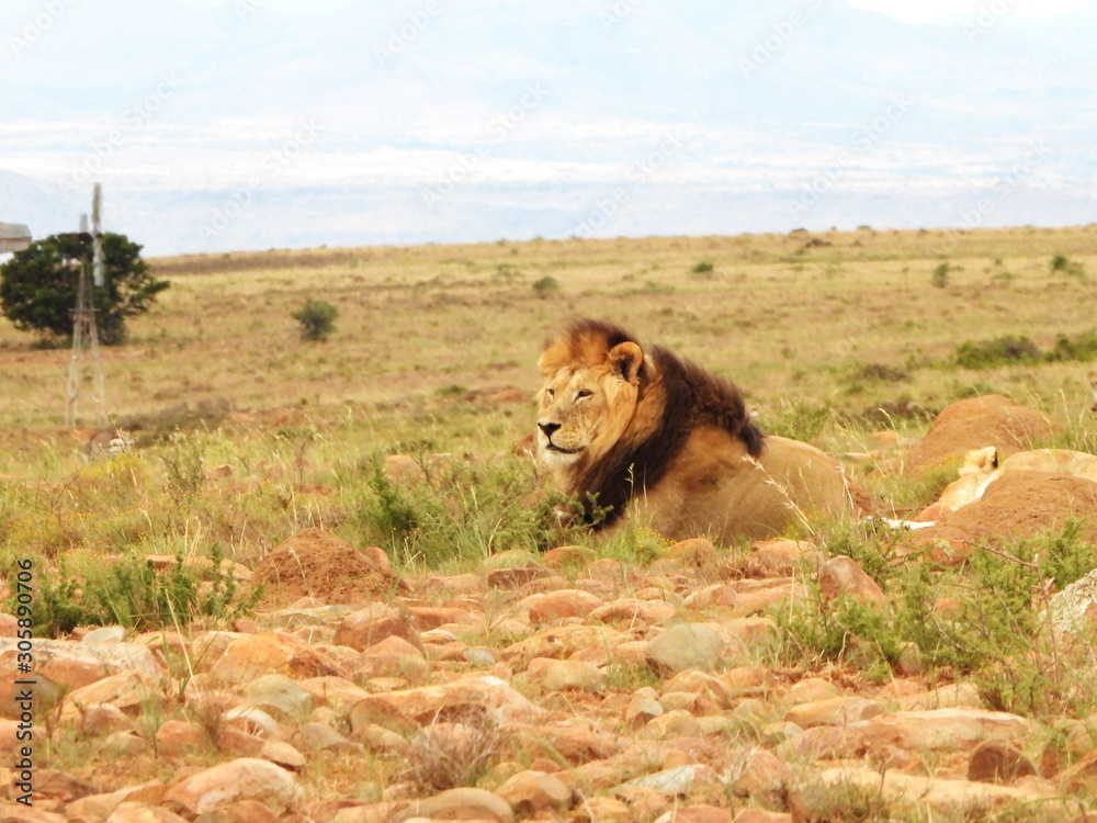 Fototapeta premium Lion spotted in Mountain Zebra NP