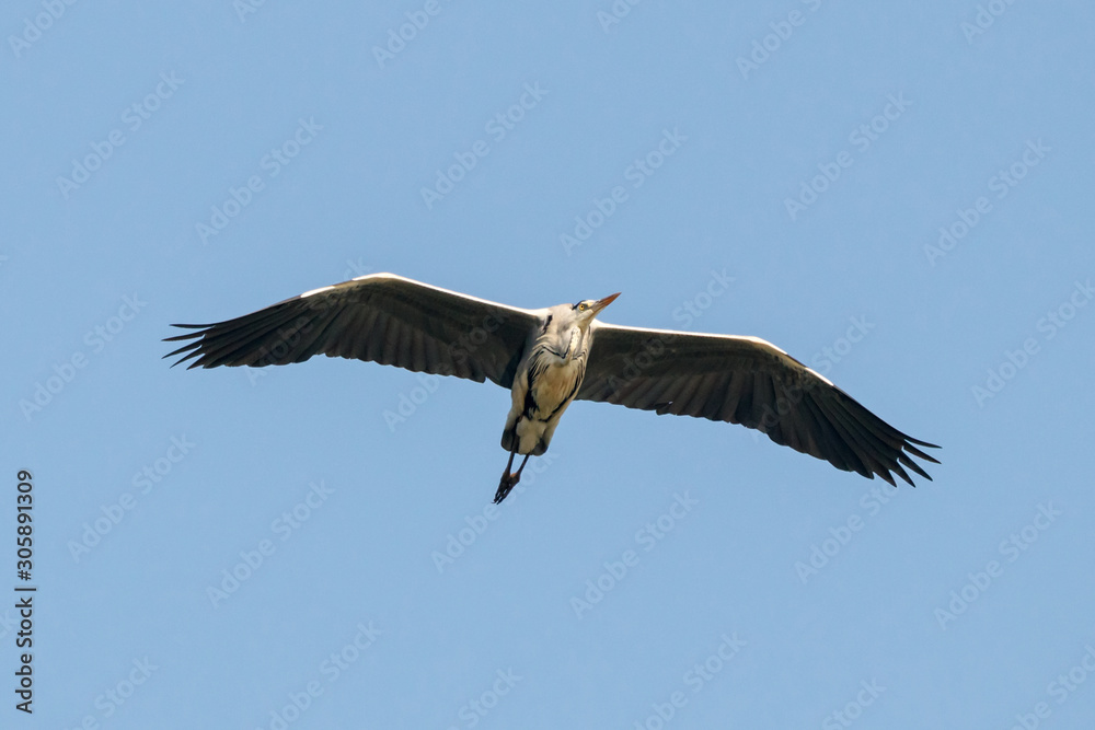 Grey heron ardea cinerea in flight. Large majestic waterbird in wildlife. Grey heron ardea cinerea in flight. Large majestic waterbird in wildlife.