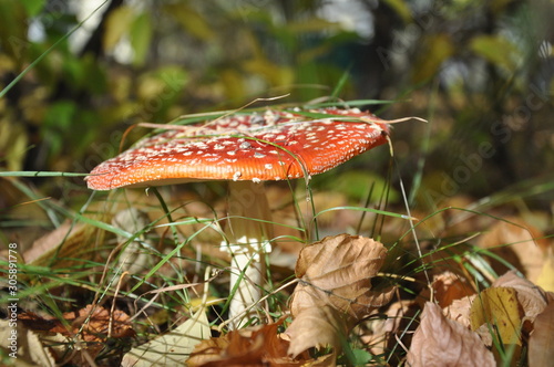 Poisonous mushrooms. Beautiful red fly agaric in the autumn forest.