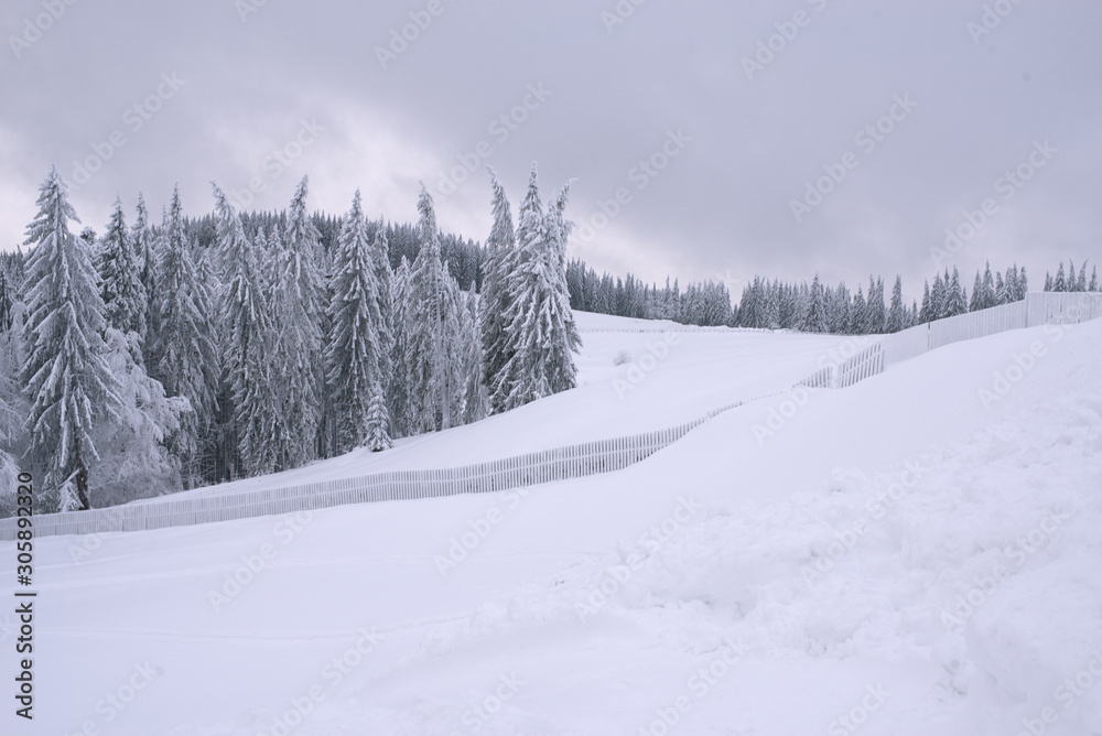 Obraz premium Winter landscape with mountains and frozen pine trees, fence, snowy meadows, cloudy sky