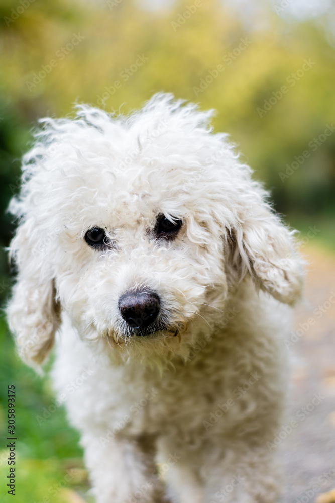caniche color crema caniche color crema