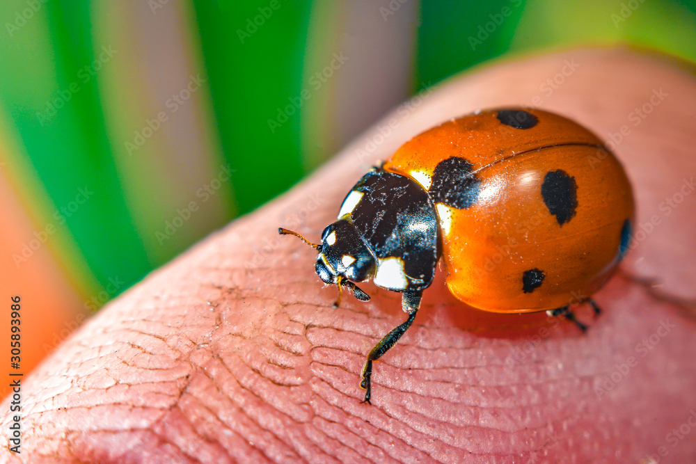 Ladybug crawling on a green grassy leaf, macro photo of wildlife. Ladybug crawling on a green grassy leaf, macro photo of wildlife.