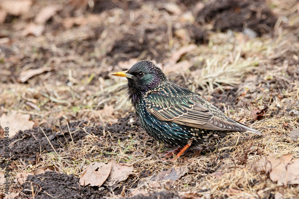 Common starling sturnus vulgaris looking for food on ground in early spring. Cute bright colorful migrant songbird in wildlife. Common starling sturnus vulgaris looking for food on ground in early spring. Cute bright colorful migrant songbird in wildlife.