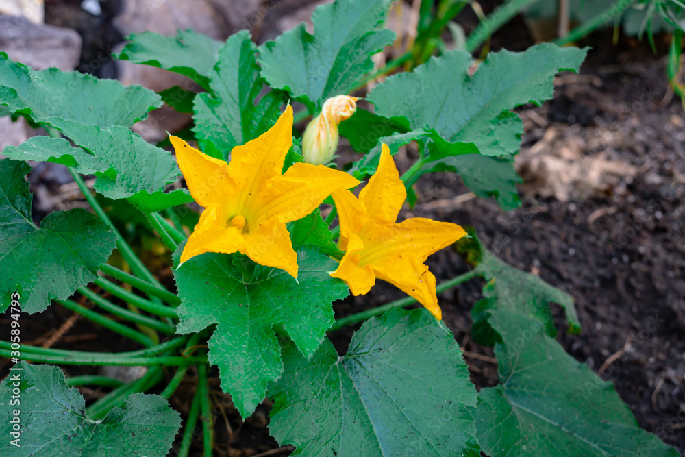 Yellow flowering zucchini with green leaves in the vegetable garden. Yellow flowering zucchini with green leaves in the vegetable garden.