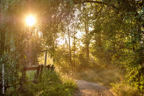 Beautiful idyllic green  countryside landscape with a gravel raod with trees growing above and the late summer sun shining through the leaves. Seen in Franconia / Bavaria, Germany near Haimendorf. photo