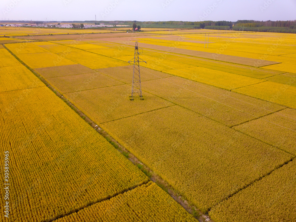 Mature rice in the field of highway and channel