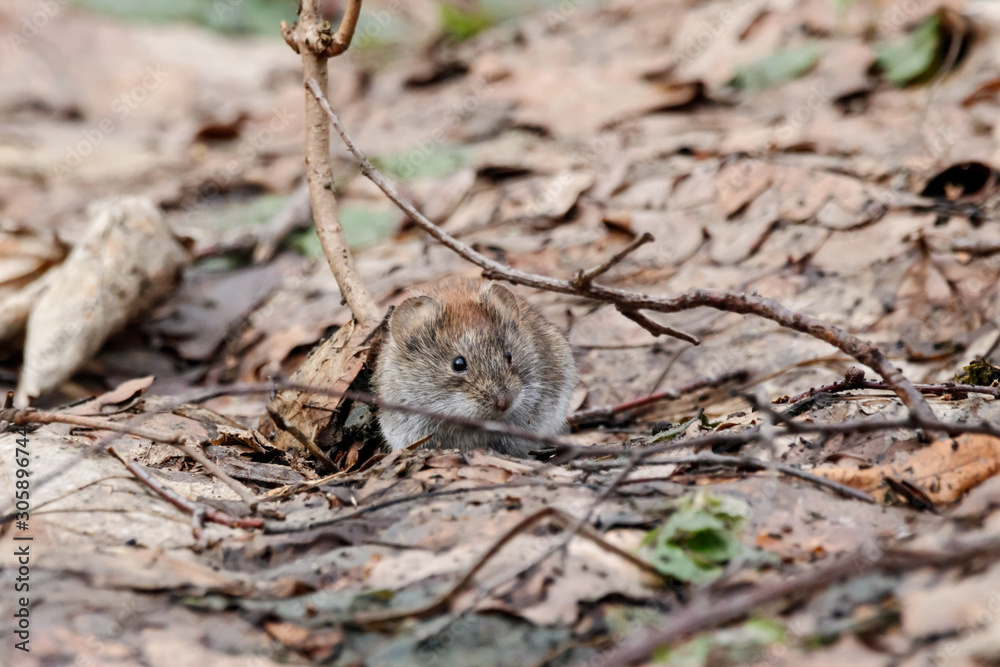 Bank vole myodes glareolus sitting on old foliage on ground in autumn. Cute little rodent in wildlife. Bank vole myodes glareolus sitting on old foliage on ground in autumn. Cute little rodent in wildlife.