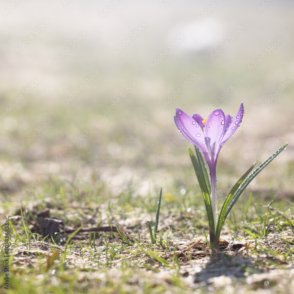 Spring flowers bloomed after winter, a bright sunny day. Purple crocuses on a beautiful natural lawn, template for Easter cards. Spring flowers bloomed after winter, a bright sunny day. Purple crocuses on a beautiful natural lawn, template for Easter cards.