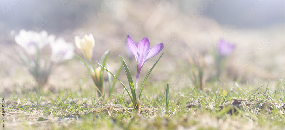 Spring flowers bloomed after winter, a bright sunny day. Purple crocuses on a beautiful natural lawn, template for Easter cards. Spring flowers bloomed after winter, a bright sunny day. Purple crocuses on a beautiful natural lawn, template for Easter cards.