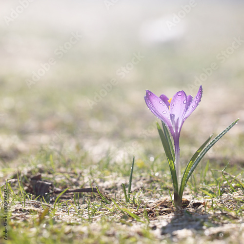 Spring flowers bloomed after winter, a bright sunny day. Purple crocuses on a beautiful natural lawn, template for Easter cards.