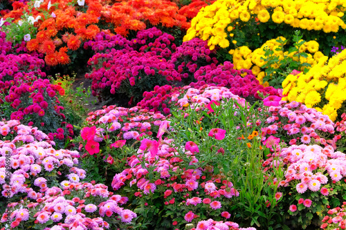 Garden store with diversity bright flowers. Bushes with purple and yellow hrysanthemums in garden shop. Nursery of decorative flowers for gardening.