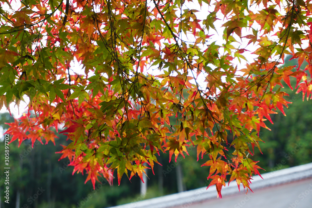 Maple leaves are changing color Kyoto Japan Maple leaves are changing color Kyoto Japan