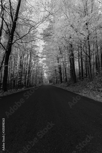 road in the forest  © Rishah