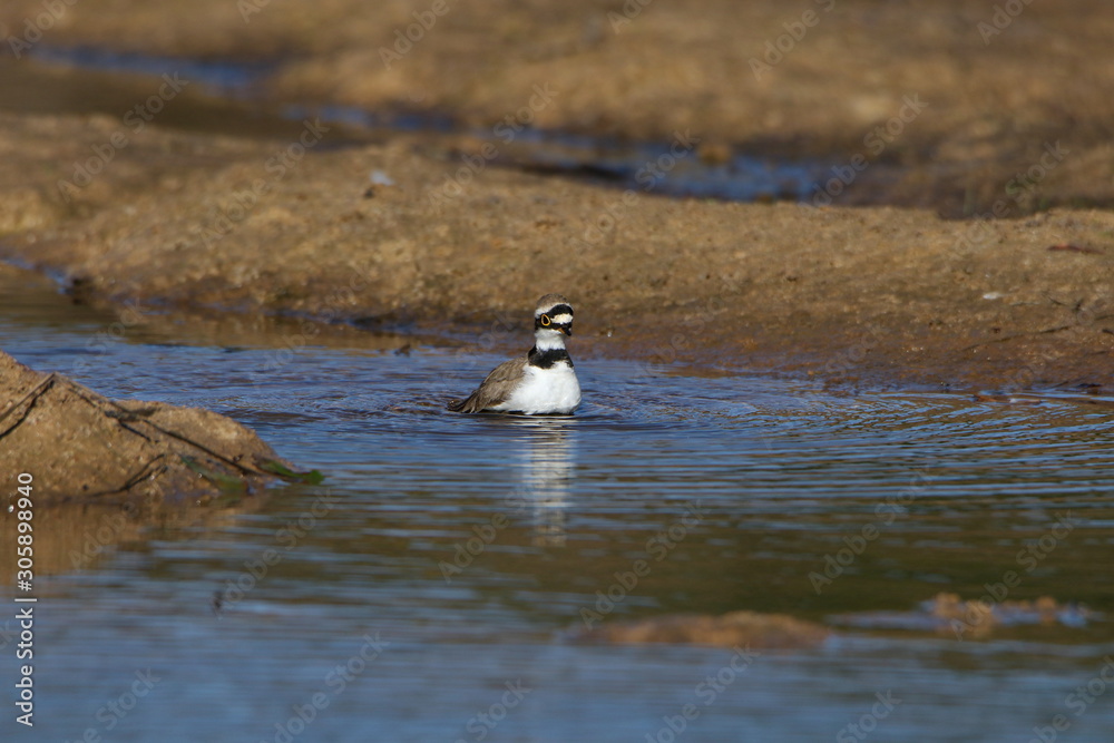 Fototapeta premium Bird in water