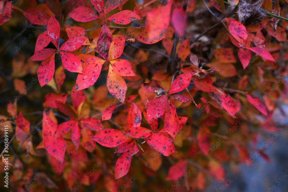 Fototapeta premium red maple leaves