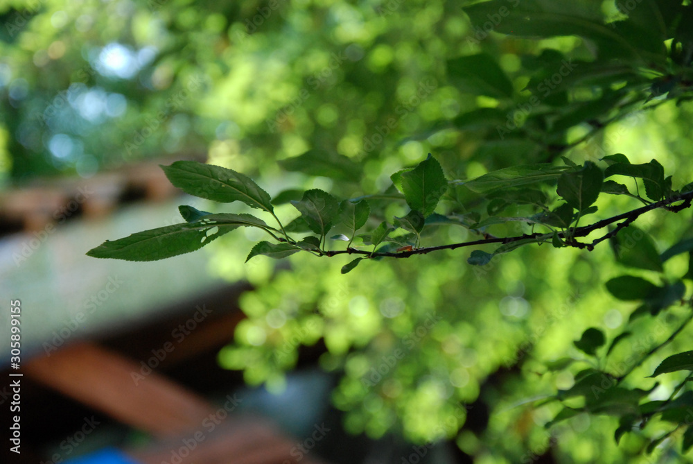 Obraz premium Branch with leaves close up.
