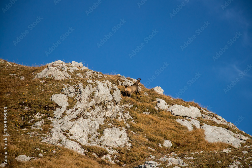 Baby chamois at mountain peak, clear sky