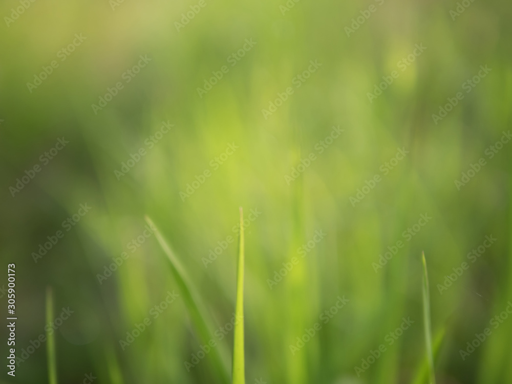 Blurred background and texture of grass filed in green nature Blurred background and texture of grass filed in green nature