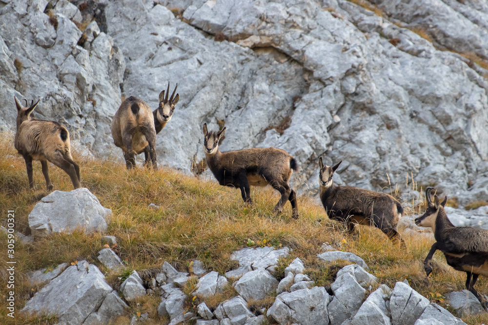 Herd of Chamois looking towards camera