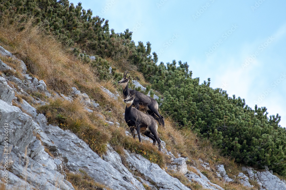 Chamois family in a steep slope Chamois family in a steep slope