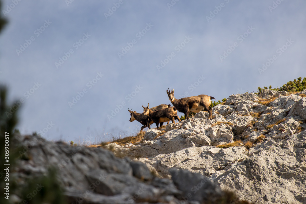 Chamois family looking towards camera Chamois family looking towards camera