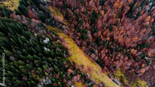 View from a drone to a glade and autumn forest in the Carpathian mountains. © Stanislav