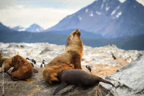León marino en el Canal de Beagle de la Patagonia 
