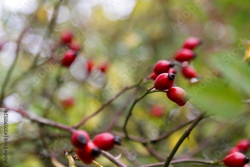red berries of viburnum on branch