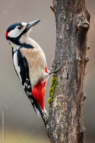 Adult male woodpecker perched on a log looking for food in winter