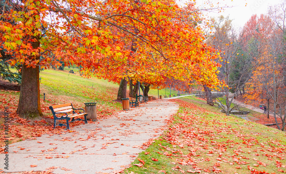 Wooden bench in Autumn season with colorful leaves and trees - Seymenler Park, Ankara