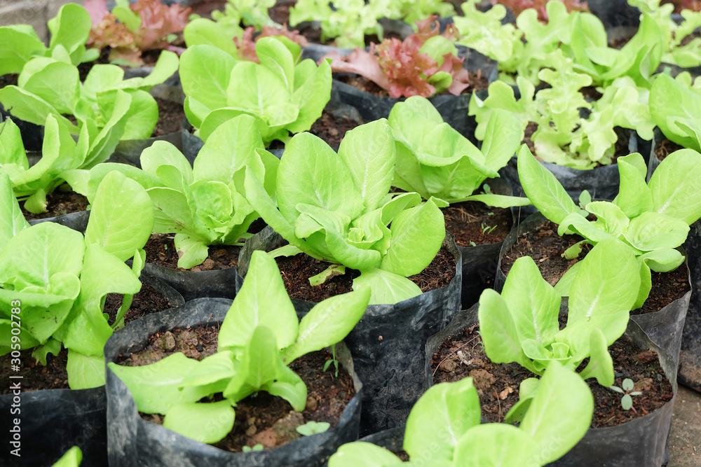 Organic lettuce farm Organic lettuce farm