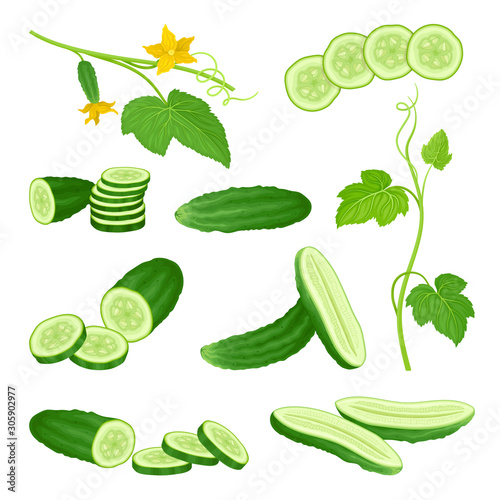 Cucumber Crop with Sliced Elements and Leaves Vector Set