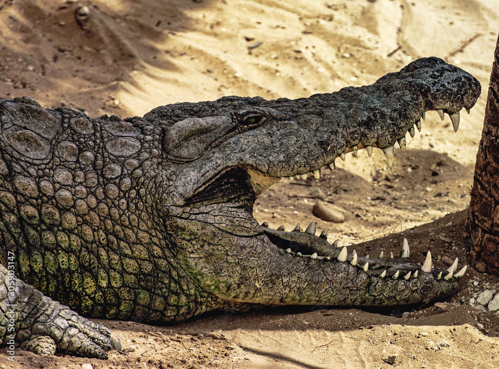 Fototapeta premium Nile crocodile (Crocodylus niloticus), dangerous crocodiles