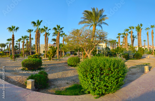 Beautiful Green Garden in an Egyptian hotel