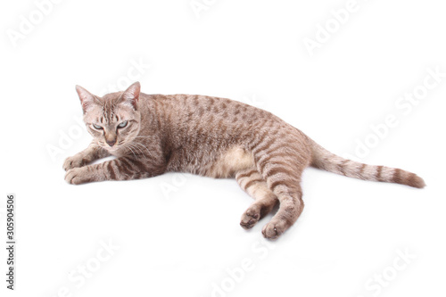 Cute chubby tabby cat isolated on white