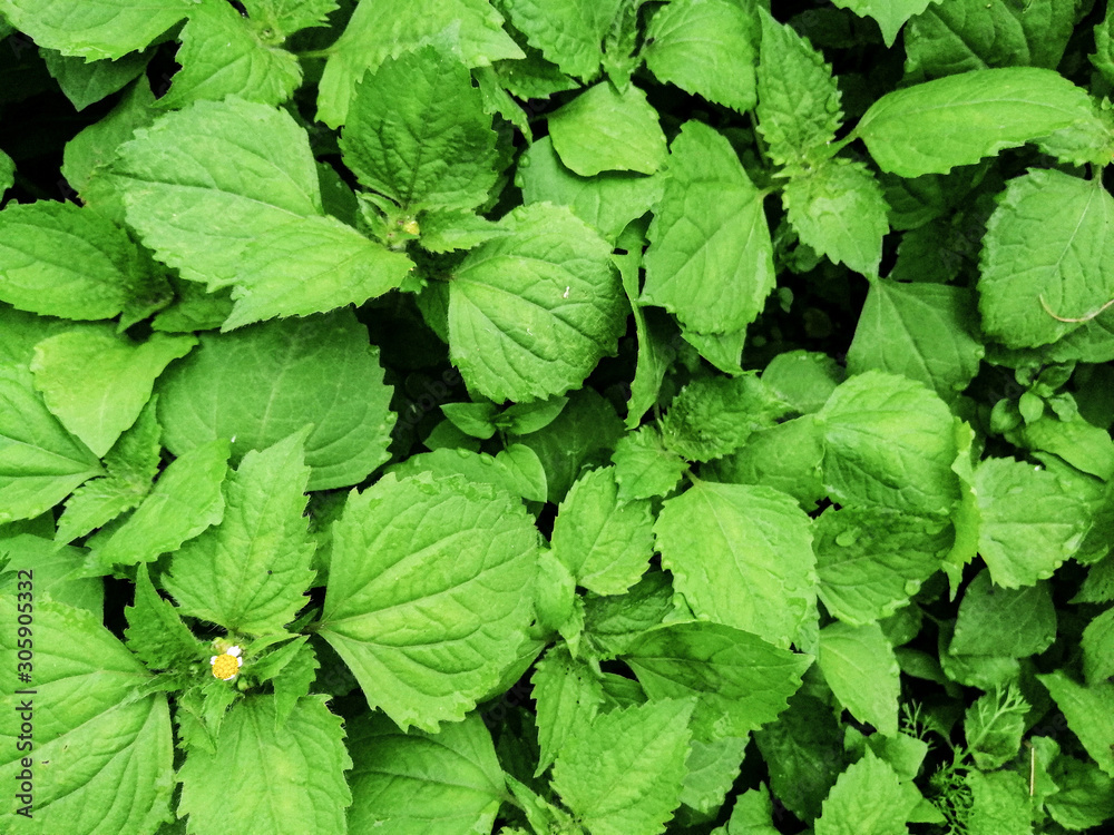 shot of texture big green leaves of garden plant shot of texture big green leaves of garden plant